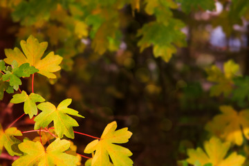 Naklejka na ściany i meble Autumn background with yellow leaves.