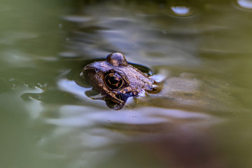 Swimming frog