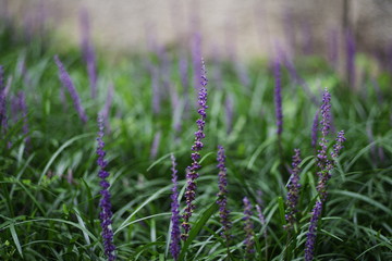 beautiful natural wild flower