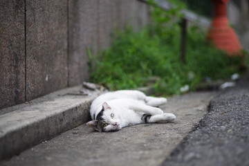 Naklejka na ściany i meble cute lovely street cat