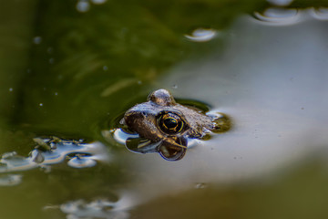 Swimming frog
