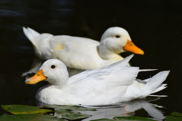 Swimming white ducks