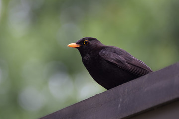 Blackbird on roof