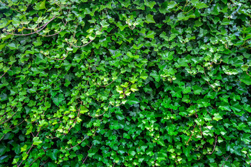 Fototapeta na wymiar Green ivy leaves background