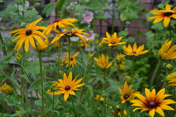 Rutbeckia. Yellow daisies with a black heart in the garden.