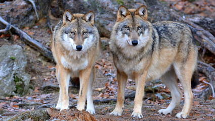 Der Wolf - canis lupus