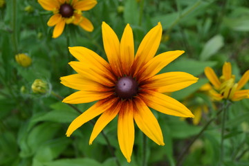 Rutbeckia. Yellow daisies with a black heart in the garden.