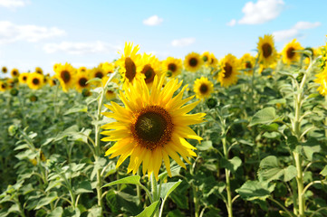 Fototapeta premium Sunflower closeup in a field