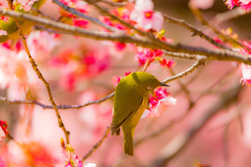 The Japanese White-eye and cherry blossoms. Located in Tokyo Prefecture Japan.