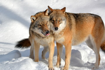 Der Wolf - canis lupus