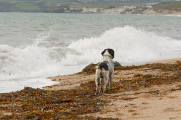 English springer spaniel dog on beach