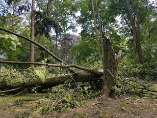 Po burzy w parku © michalsen