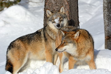 Der Wolf - canis lupus