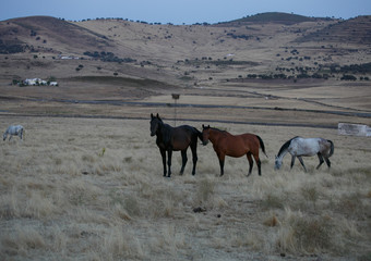 Horses on the meadow in summer