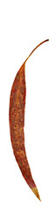 Single Eucalypt leaf