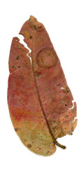 Single Eucalypt leaf