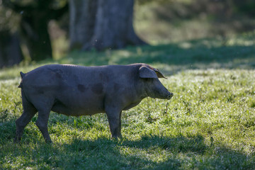 Iberian pig in the pasture