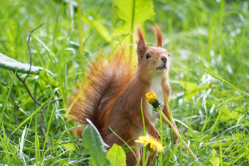Squirrel in a forest