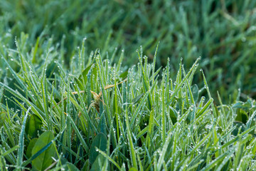 Dew on Grass