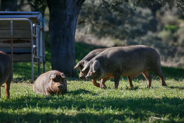 Iberian pig in the pasture