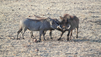 warthog Pumba Wildschwein