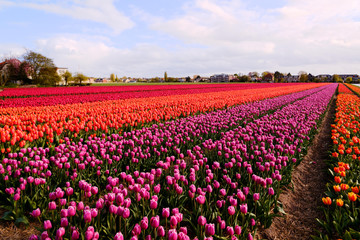flower in nederland