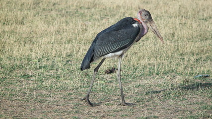 Marabu Stork