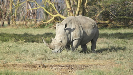 Obraz premium black rhino
