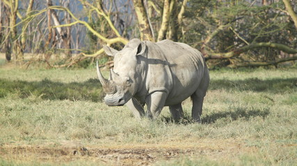 black rhino