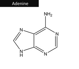 Molecular structure of adenine