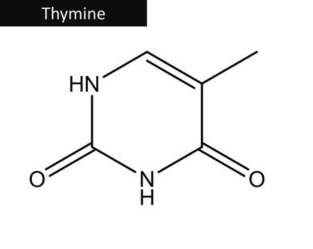 Molecular structure of guanine