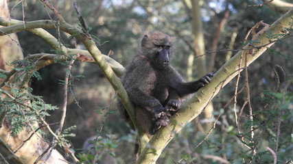 Affe Monkey