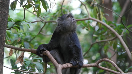 Fototapeta premium Affe Monkey