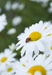 Ladybug in camomile closeup