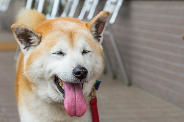 Shiba