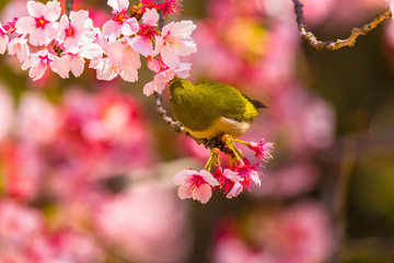 The Japanese White-eye.The background is cherry blossoms. Located in Tokyo Prefecture Japan.
