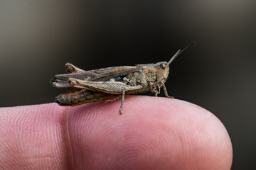Grasshopper sitting on a finger