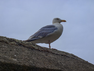 Gaviota /Seagull / Mouette. Sant Malo. Bretaña