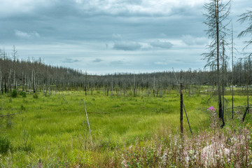 View of nature recovering from a forest fire in Hälleskogsbrännan in Sweden