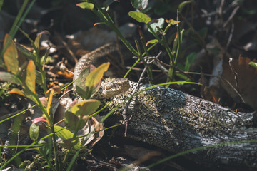 Viper snake crawling in the forest