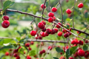 Red Cherries on Branches