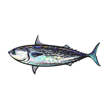 vector sketch cartoon sea fish tuna. Isolated illustration on a white background. Sea delicacy food concept