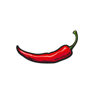 Single fresh whole ripe red chili pepper, sketch style vector illustration on white background. Realistic hand drawing of whole ripe red chili pepper, sketch style illustration