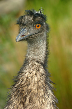 emu, close-up head and neck