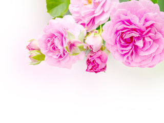 Fototapeta na wymiar Antique roses in the corner of the white background