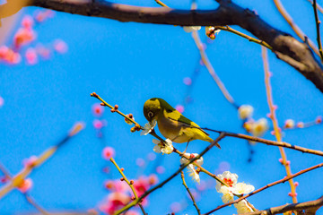 The Japanese White-eye and white plum blossoms.The background is white plum blossoms and red plum blossoms. Located in Tokyo Prefecture Japan.