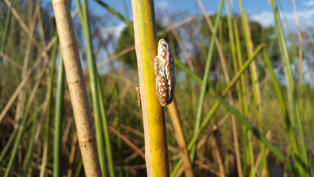 Frosch Okavango Delta