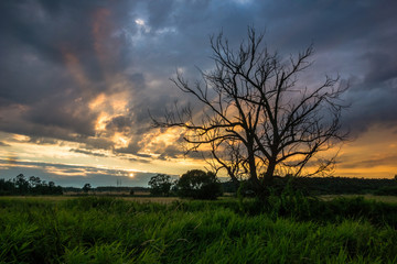 Fototapeta na wymiar Thunder clouds over the lonely tree near Jeziorka, Poland