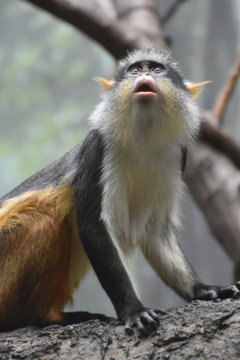 Wolf's Guenon Monkey Gazing Up at Another Monkey