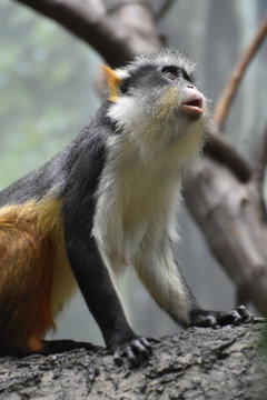 Fantastic Close Up of a Wolf's Guenon Monkey